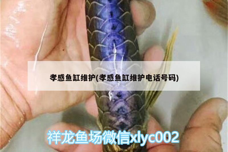 孝感魚缸維護(孝感魚缸維護電話號碼)