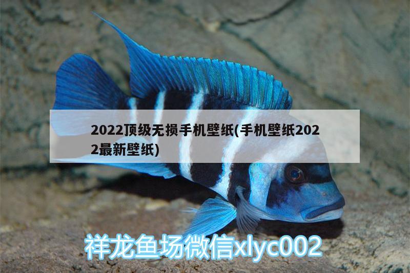 2022頂級無損手機壁紙(手機壁紙2022最新壁紙) 圣菲埃及魚