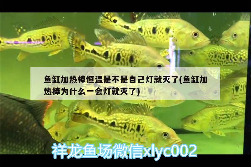 魚缸加熱棒恒溫是不是自己燈就滅了(魚缸加熱棒為什么一會(huì)燈就滅了) 龍魚批發(fā)