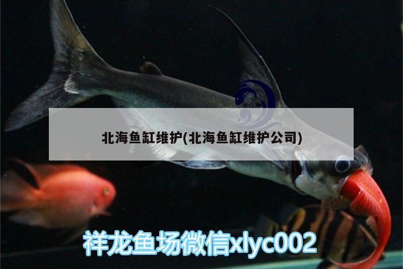 北海魚缸維護(hù)(北海魚缸維護(hù)公司)