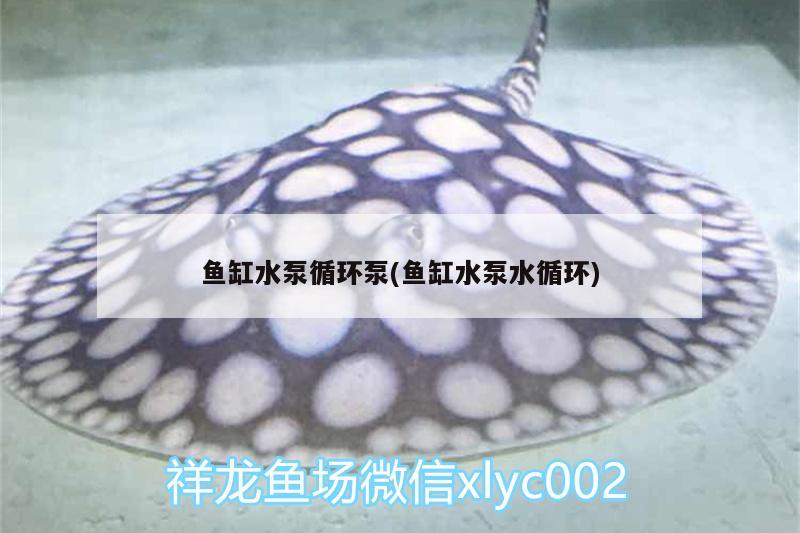 魚缸水泵循環(huán)泵(魚缸水泵水循環(huán))