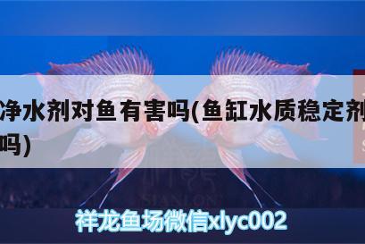 魚缸凈水劑對魚有害嗎(魚缸水質(zhì)穩(wěn)定劑對魚有害嗎)