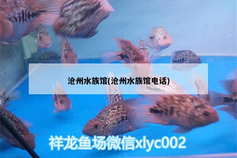 滄州水族館(滄州水族館電話)