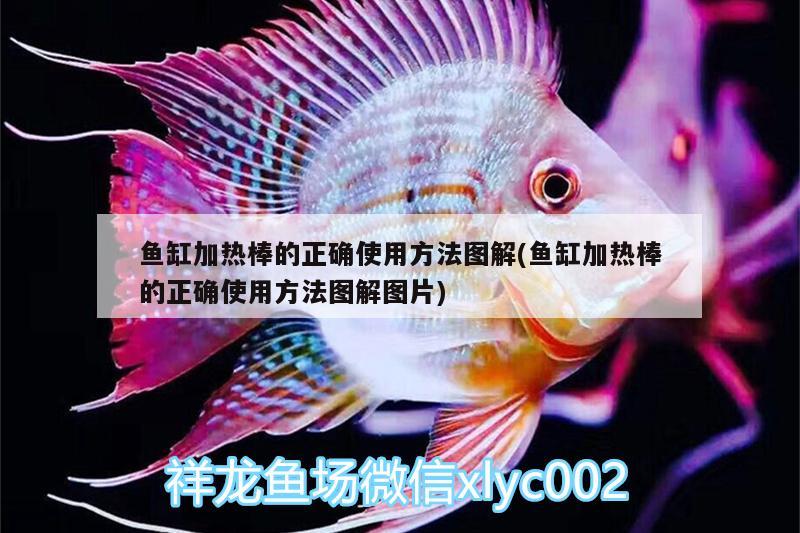 魚缸加熱棒的正確使用方法圖解(魚缸加熱棒的正確使用方法圖解圖片)