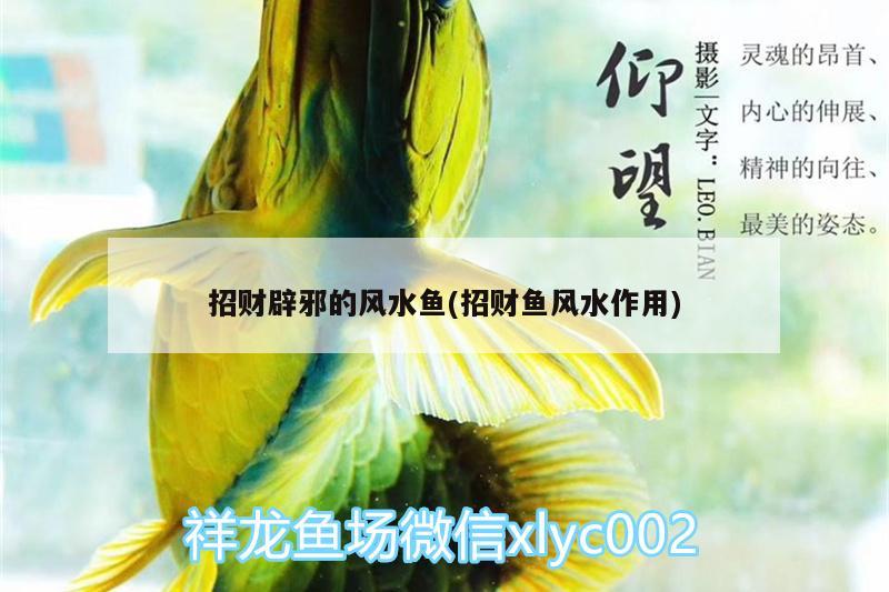 招財(cái)辟邪的風(fēng)水魚(yú)(招財(cái)魚(yú)風(fēng)水作用) 魚(yú)缸風(fēng)水