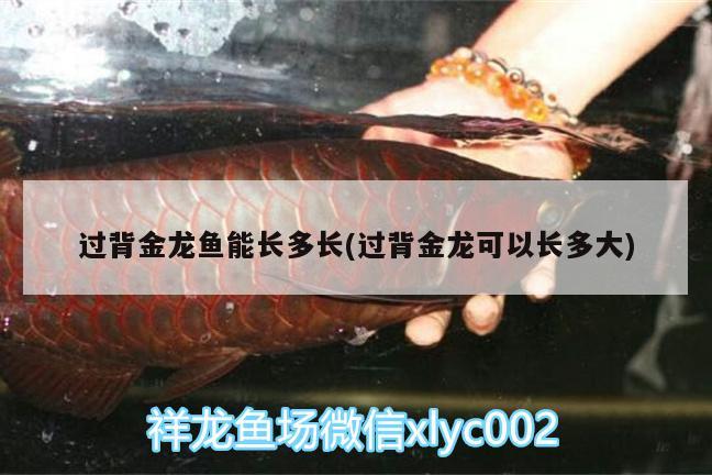 過背金龍魚能長(zhǎng)多長(zhǎng)(過背金龍可以長(zhǎng)多大)