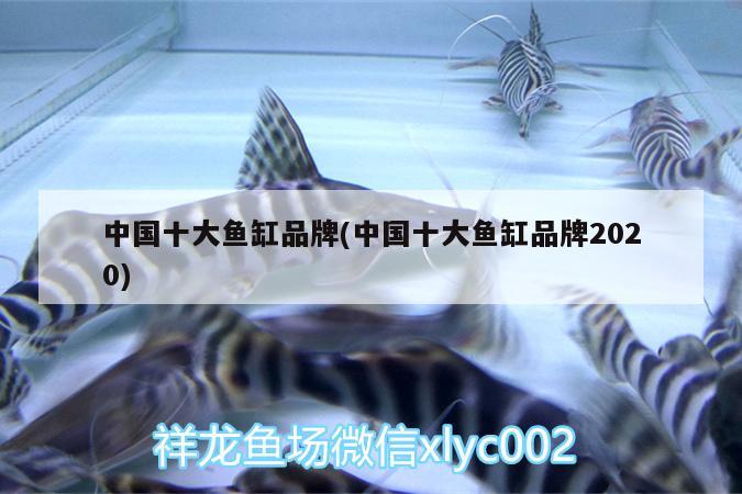 中國十大魚缸品牌(中國十大魚缸品牌2020)