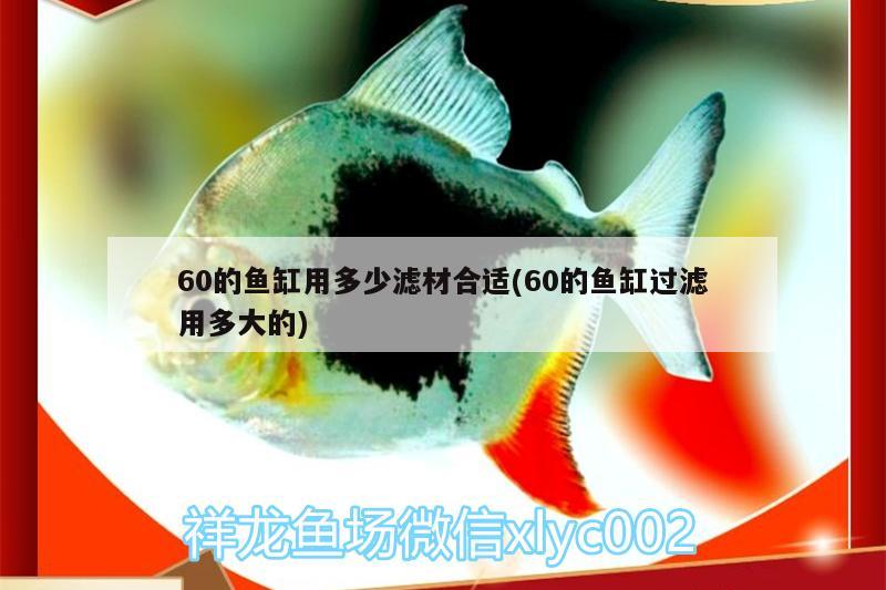 60的魚缸用多少濾材合適(60的魚缸過濾用多大的) 充氧泵