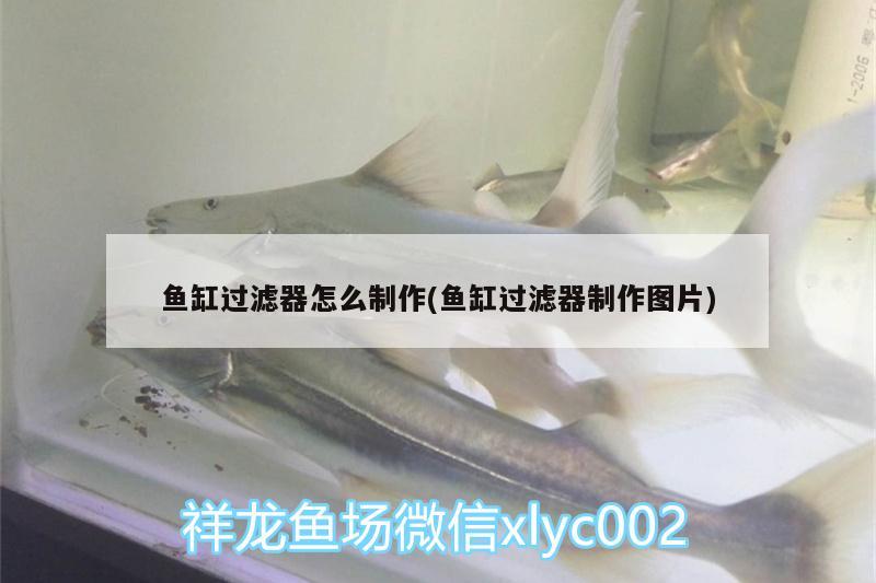 魚(yú)缸過(guò)濾器怎么制作(魚(yú)缸過(guò)濾器制作圖片) 和尚魚(yú) 第2張