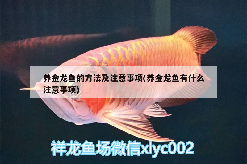 養(yǎng)金龍魚的方法及注意事項(養(yǎng)金龍魚有什么注意事項) 大嘴鯨魚 第2張