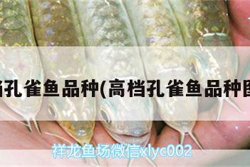 高檔孔雀魚品種(高檔孔雀魚品種圖片)