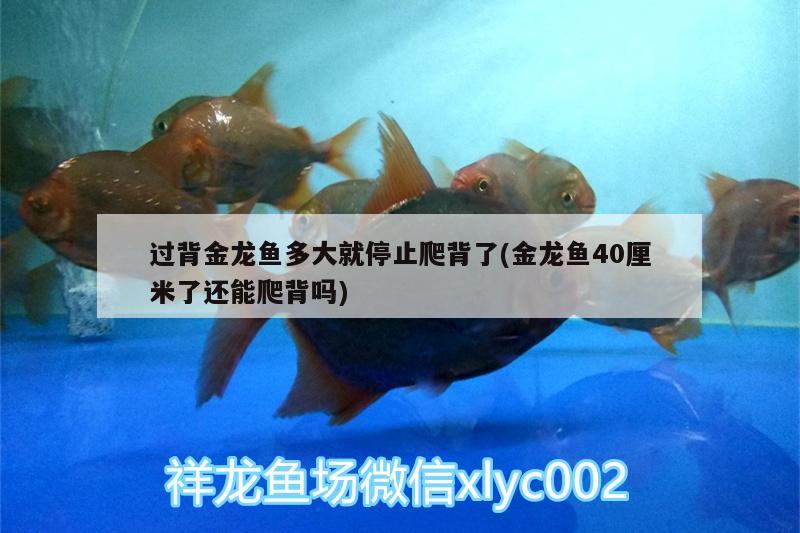 過背金龍魚多大就停止爬背了(金龍魚40厘米了還能爬背嗎) 過背金龍魚