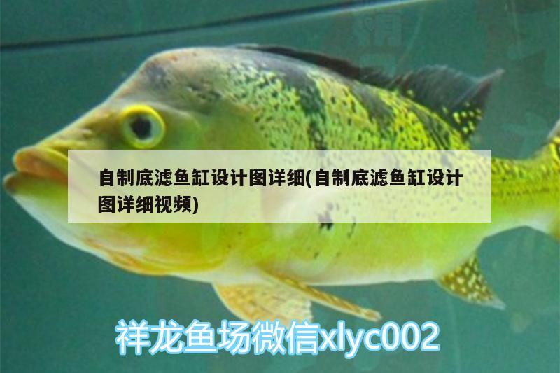 自制底濾魚缸設(shè)計圖詳細(xì)(自制底濾魚缸設(shè)計圖詳細(xì)視頻) 細(xì)線銀版魚