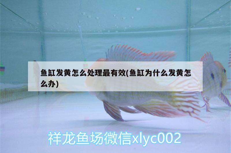 魚缸發(fā)黃怎么處理最有效(魚缸為什么發(fā)黃怎么辦) 孵化器 第3張