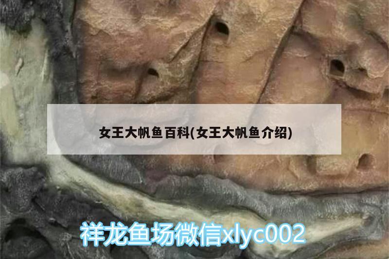 女王大帆魚百科(女王大帆魚介紹) 女王大帆魚