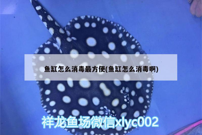 魚(yú)缸怎么消毒最方便(魚(yú)缸怎么消毒啊)