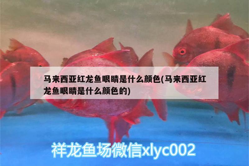 馬來西亞紅龍魚眼睛是什么顏色(馬來西亞紅龍魚眼睛是什么顏色的) 銀河星鉆魚