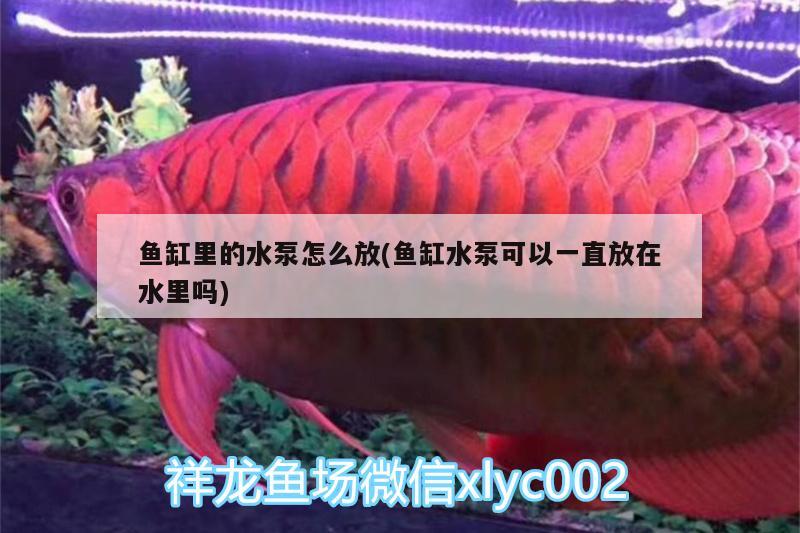 魚缸里的水泵怎么放(魚缸水泵可以一直放在水里嗎) 魚缸水泵