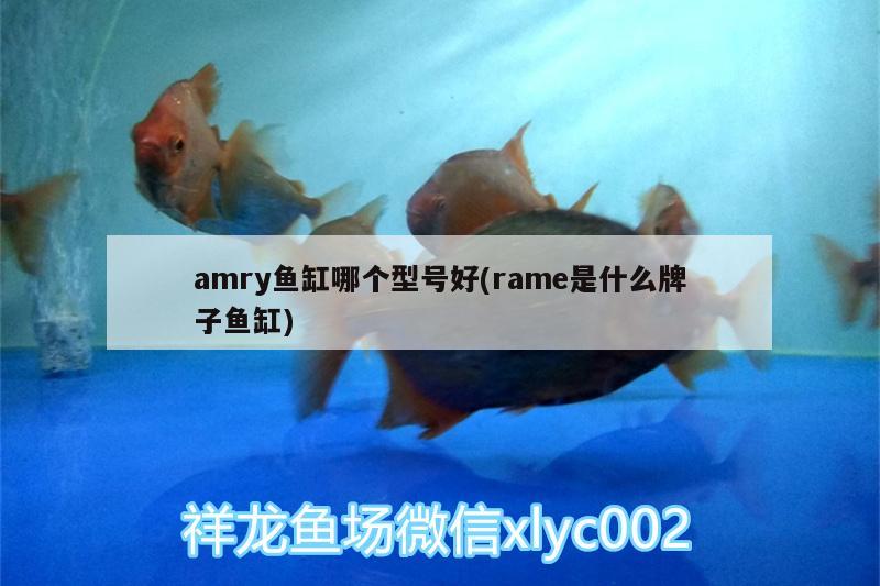 amry魚缸哪個型號好(rame是什么牌子魚缸) 三間鼠魚