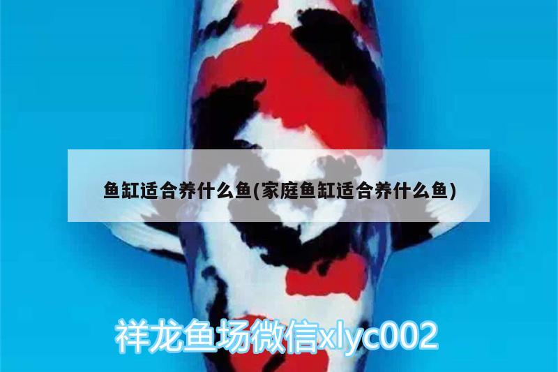 魚(yú)缸適合養(yǎng)什么魚(yú)(家庭魚(yú)缸適合養(yǎng)什么魚(yú))