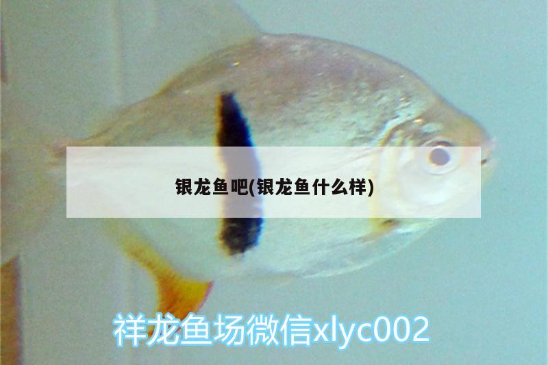 銀龍魚吧(銀龍魚什么樣)