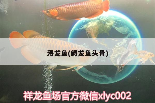 潯龍魚(鱘龍魚頭骨)