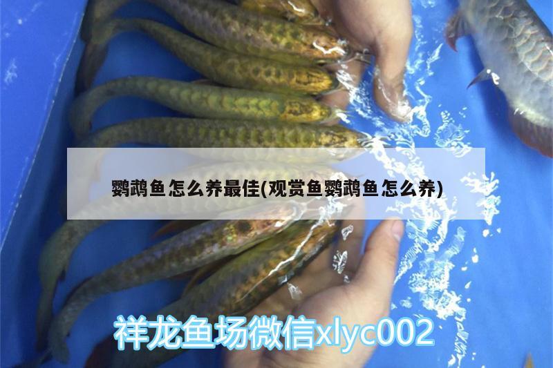 鸚鵡魚怎么養(yǎng)最佳(觀賞魚鸚鵡魚怎么養(yǎng))