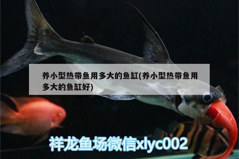 養(yǎng)小型熱帶魚用多大的魚缸(養(yǎng)小型熱帶魚用多大的魚缸好) 雙線側(cè)魚