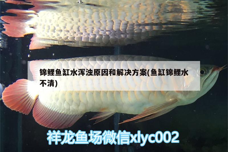 錦鯉魚(yú)缸水渾濁原因和解決方案(魚(yú)缸錦鯉水不清) 招財(cái)戰(zhàn)船魚(yú)