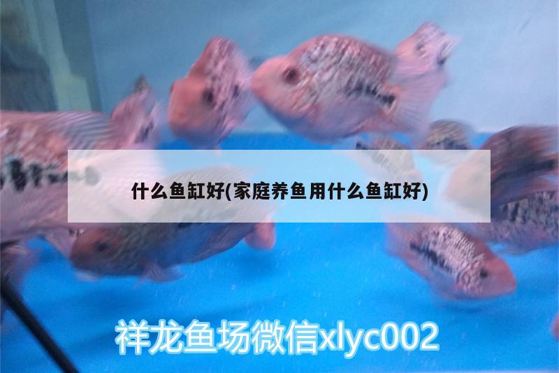 什么魚(yú)缸好(家庭養(yǎng)魚(yú)用什么魚(yú)缸好) 銀龍魚(yú)苗 第2張