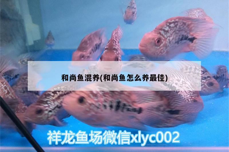 和尚魚混養(yǎng)(和尚魚怎么養(yǎng)最佳) 和尚魚