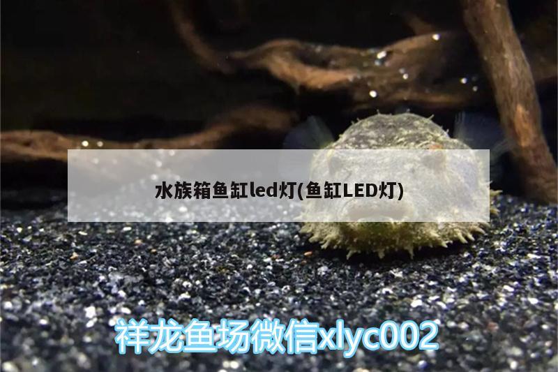 水族箱魚缸led燈(魚缸LED燈) 魚缸/水族箱