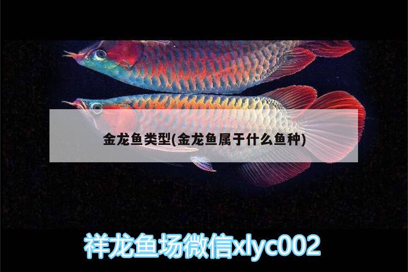 金龍魚類型(金龍魚屬于什么魚種) 野生埃及神仙魚