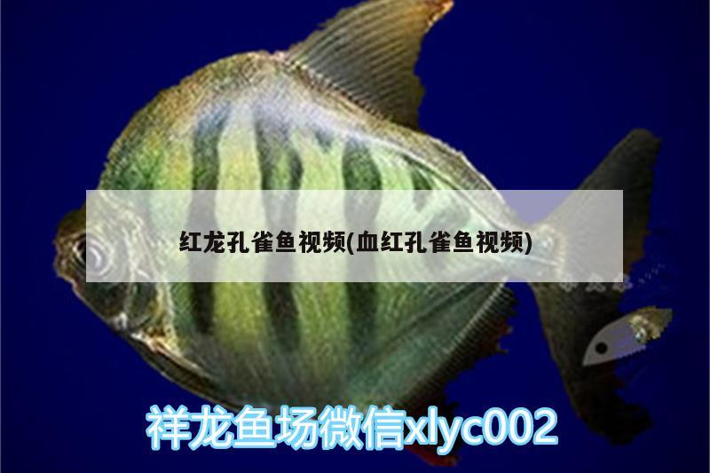 紅龍孔雀魚(yú)視頻(血紅孔雀魚(yú)視頻)