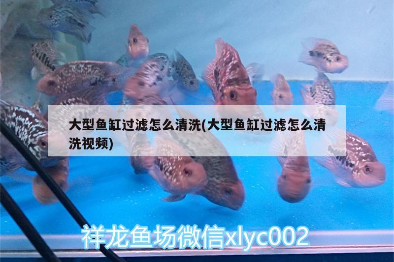 大型魚缸過濾怎么清洗(大型魚缸過濾怎么清洗視頻) 海象魚