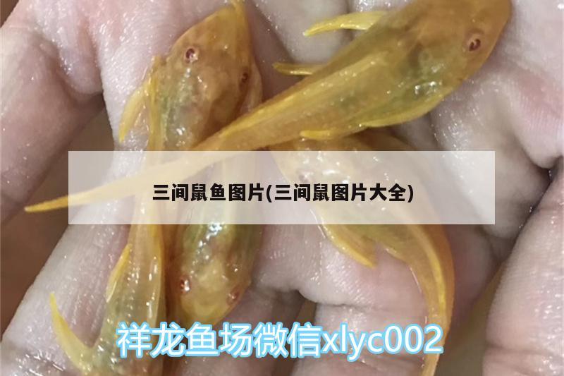 三間鼠魚圖片(三間鼠圖片大全)