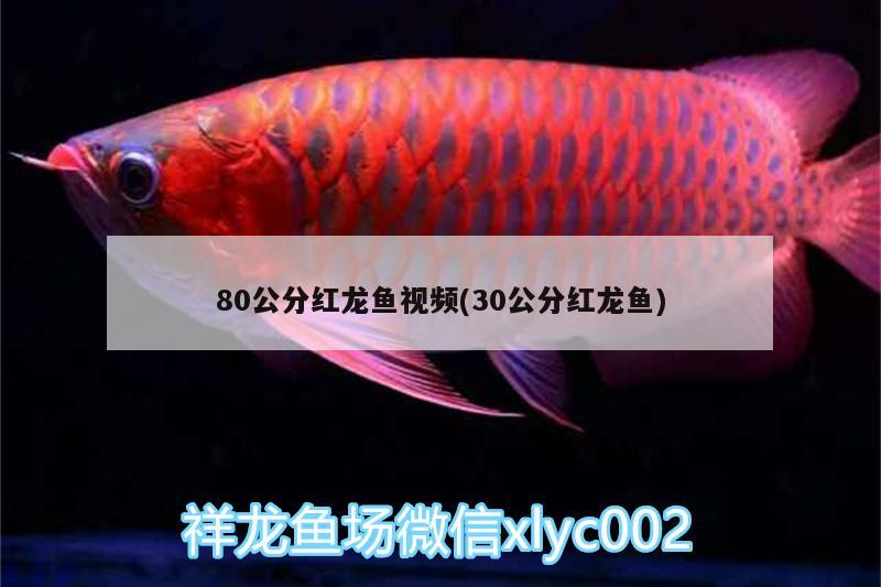 80公分紅龍魚視頻(30公分紅龍魚)