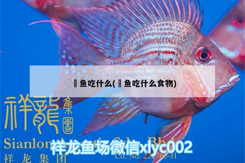 魟魚吃什么(魟魚吃什么食物) 羅漢魚批發(fā)