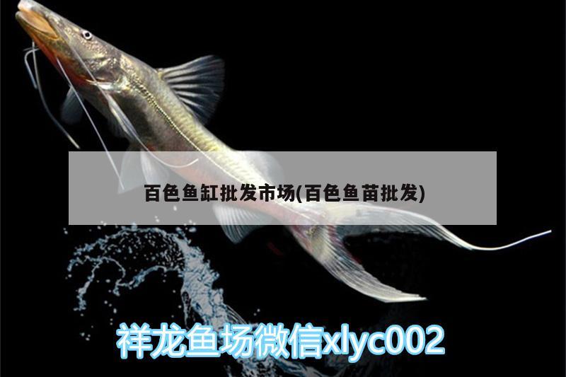 百色魚缸批發(fā)市場(百色魚苗批發(fā)) 龍魚批發(fā)