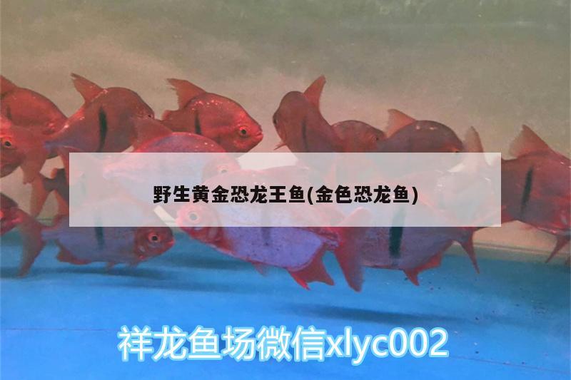 野生黃金恐龍王魚(金色恐龍魚)