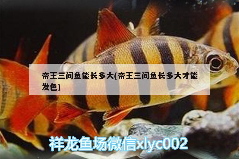 帝王三間魚能長多大(帝王三間魚長多大才能發(fā)色)