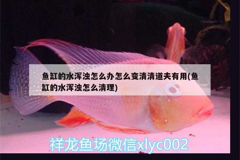 魚缸的水渾濁怎么辦怎么變清清道夫有用(魚缸的水渾濁怎么清理) 朱巴利魚