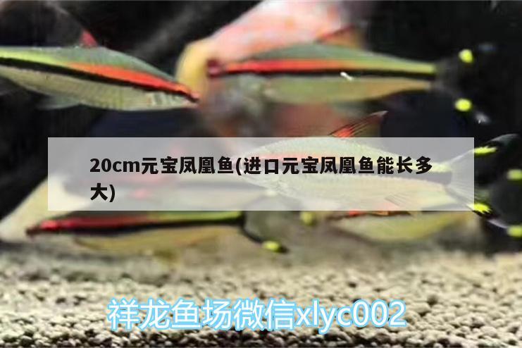 20cm元寶鳳凰魚(進(jìn)口元寶鳳凰魚能長(zhǎng)多大) 進(jìn)口元寶鳳凰魚