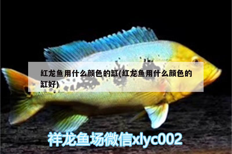 紅龍魚用什么顏色的缸(紅龍魚用什么顏色的缸好)