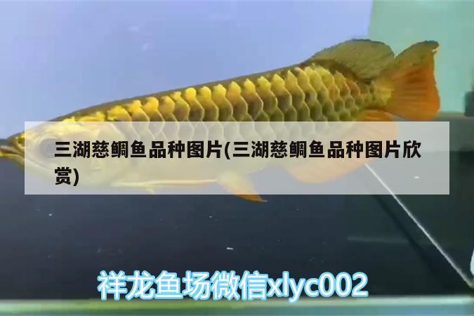 三湖慈鯛魚品種圖片(三湖慈鯛魚品種圖片欣賞) 廣州水族批發(fā)市場