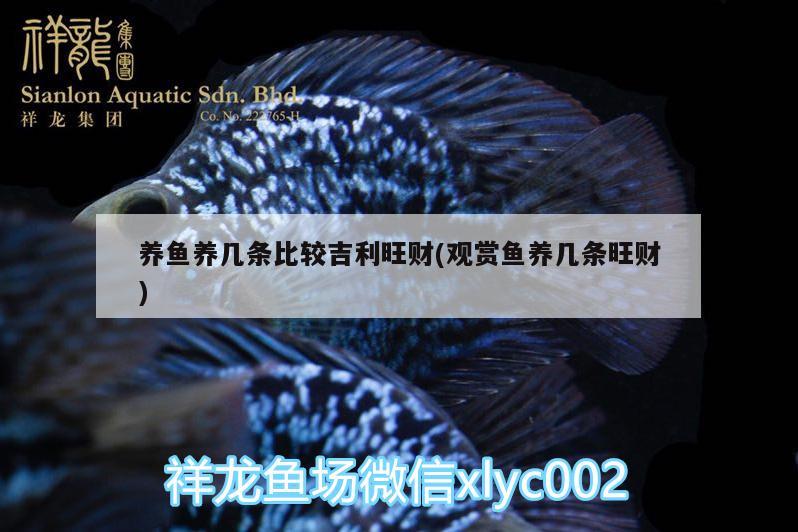 養(yǎng)魚養(yǎng)幾條比較吉利旺財(cái)(觀賞魚養(yǎng)幾條旺財(cái)) 養(yǎng)魚的好處