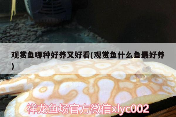 觀賞魚哪種好養(yǎng)又好看(觀賞魚什么魚最好養(yǎng))