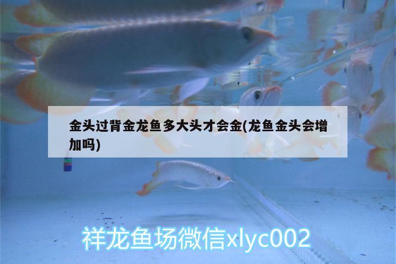 金頭過背金龍魚多大頭才會金(龍魚金頭會增加嗎)