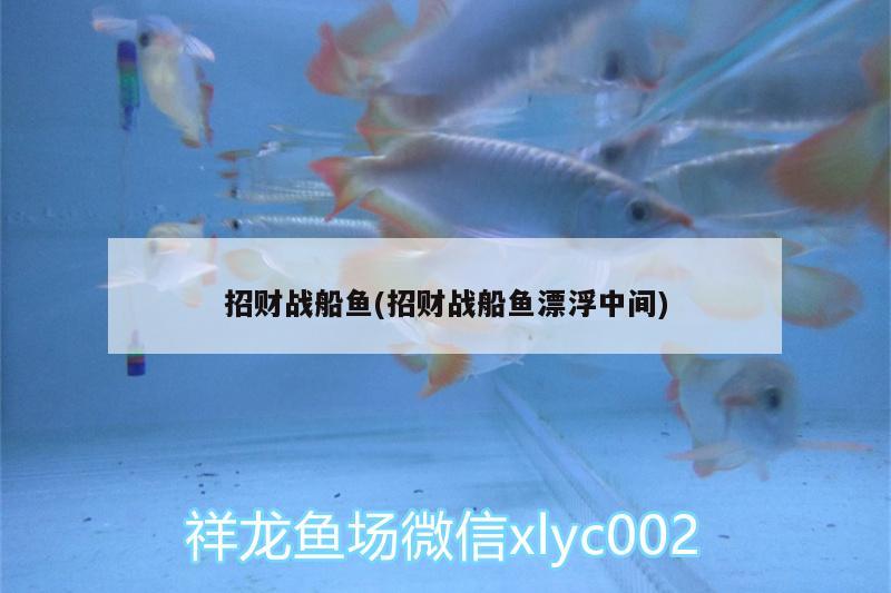 招財(cái)戰(zhàn)船魚(招財(cái)戰(zhàn)船魚漂浮中間)