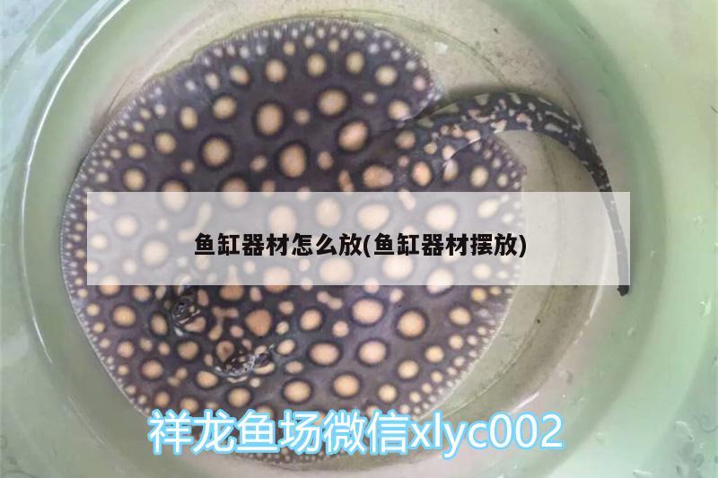 魚缸器材怎么放(魚缸器材擺放) 斯維尼關刀魚